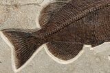 Green River Fossil Fish Mural with Monster Phareodus #356710-9